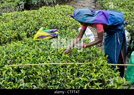Mujer Tamil arrancarle las hojas de té, Nuwara Eliya, Hill Country, Sri Lanka Foto de stock