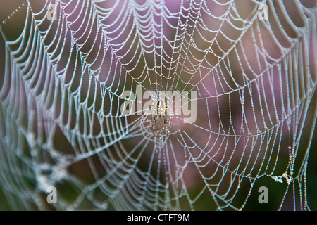 Los Países Bajos, Bussum, temprano en la mañana, floración, Heath. Araña en web.