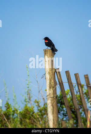 Red-winged blackbird, Agelaius phoeniceus Foto de stock
