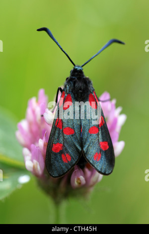 6-spot Burnett Zygaena filipendulae polilla