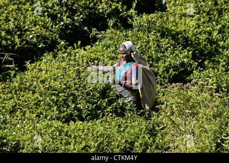Mujer Tamil arrancarle las hojas de té, Hill Country, Sri Lanka Foto de stock