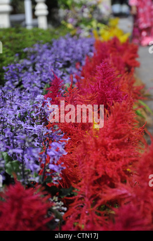Pokok Bunga Bunga Mempunyai Renek Yang Yang Berwarna Ungu Dan Merah Harmoni Digabungkan Secara Dan Menarik Di Tepi Jalan Fotografia De Stock Alamy