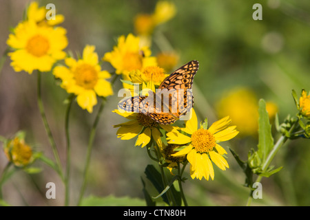 Mariposa Frutillaria variegada, Euptoieta claudia, en un rancho en el sur de Texas.