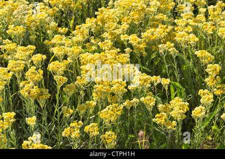 Dwarf everlasting (Helichrysum arenarium) Foto de stock