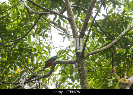 Quetzal (Pharomachrus mocinno) hembra en el Bajo Mono o Pipeline trail en Boquete, Tierras Altas de Chiriquí, Panamá.