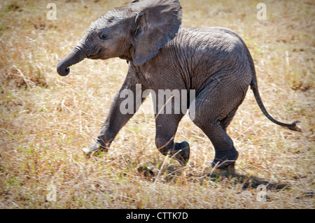Solitario en la pantorrilla, el Elefante Africano Loxodonta africana, Reserva Nacional de Masai Mara, Kenya, Africa.