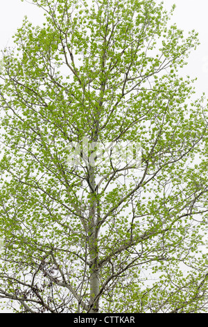 El álamo temblón (Populus tremuloides) emergentes follaje en primavera, mayor en Sudbury, Ontario, Canadá Foto de stock