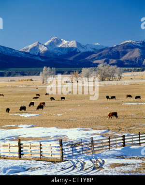Bovinos cruzados que pastan en pastos de invierno / Colorado Foto de stock