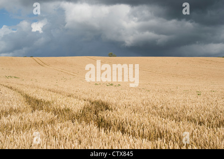 Campo de trigo contra un cielo tormentoso en la campiña inglesa