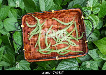 Frijoles verdes frescos recogidos desde casa con jardín en el verano por la mañana Foto de stock