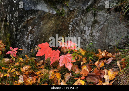 Afloramiento de roca con el arce rojo (Acer rubrum), Seedling, mayor en Sudbury, Ontario, Canadá Foto de stock