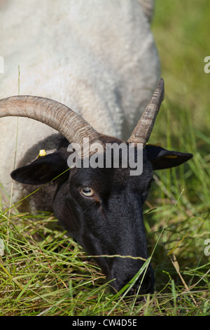 Norfolk Horn ovejas (Ovis aries). Razas raras. Ewe. El pastoreo. Foto de stock