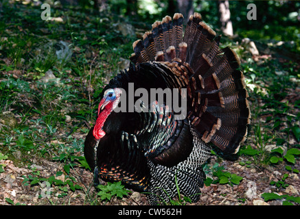 Wild Turkey macho mostrando las plumas, Missouri, EE.UU. Foto de stock