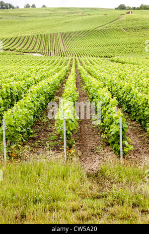 En Epernay, Francia, Europa. Vides crecen en viñas en la famosa región de Champagne. Foto de stock