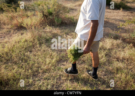 Hombre con un montón de tierra fresca orégano en la mano. Macedonia Central, al norte de Grecia. Foto de stock