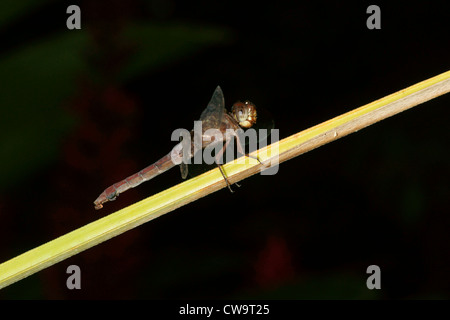 Dragonfly en planta de tallo