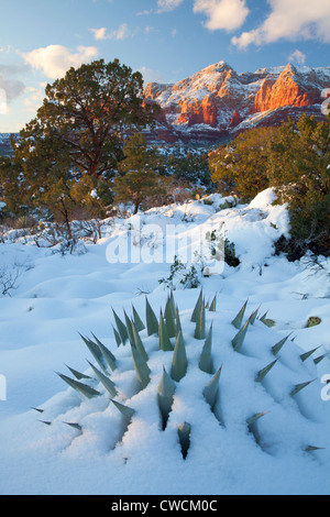 Nieve en invierno Schnebly Hill, el Bosque Nacional Coconino, Sedona, Arizona.