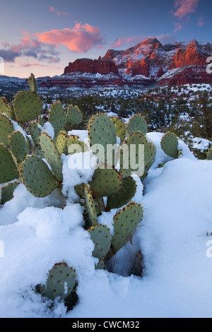 Nieve en invierno Schnebly Hill, el Bosque Nacional Coconino, Sedona, Arizona.