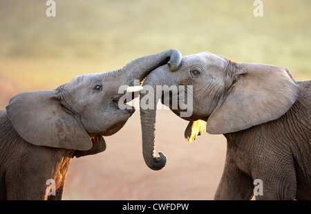 Los elefantes se tocan suavemente (saludo) - Parque Nacional de Elefantes Addo - Sudáfrica