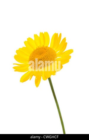 Flores De Manzanilla Natural Foto de stock y más banco de imágenes de  Amarillo - Color - Amarillo - Color, Belleza, Blanco - Color - iStock