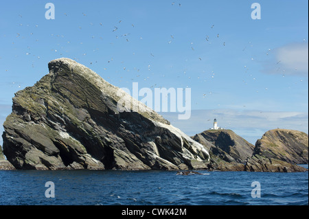 Muckle Flugga fuera de la isla de Unst, Shetland, con rebaño de alcatraces (Morus bassanus). De junio de 2012. Foto de stock
