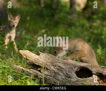 Coyote Cachorros jugando en un tronco de árbol hueco caídos Foto de stock
