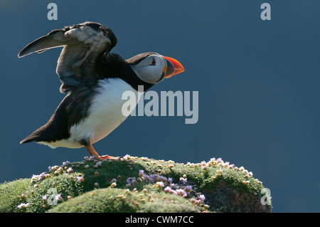 Frailecillo atlántico (Fratercula arctica) verano adulto estirar las alas. Fair Isle, Shetland. De junio.