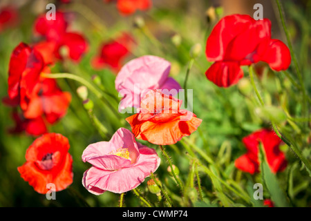 Rojo y rosa amapola en jardín de verano