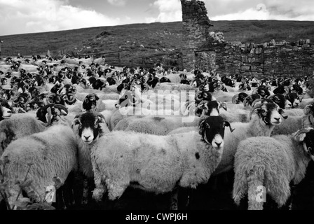 Swaledale ovejas esperando a ser tratados en un dip sosteniendo pen, Cumbria