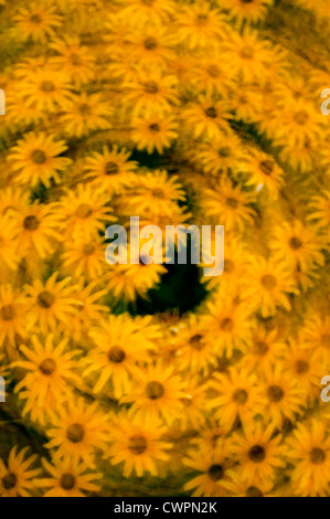 Black-eyed Susan resumen