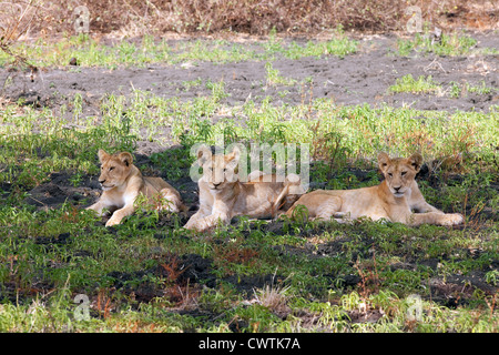 Tres cachorros de león (Panthera leo) descansando en la sombra, la Reserva de Caza Selous, Tanzania África