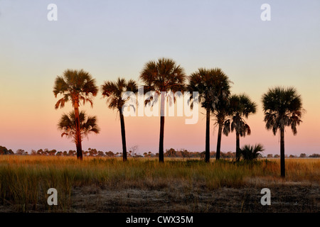 Sabal palms en los prados al atardecer, Kissimmee Prairie Preserve State Park, Florida, EE.UU. Foto de stock