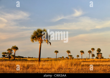 Sabal palms en los prados al atardecer, Kissimmee Prairie Preserve State Park, Florida, EE.UU. Foto de stock