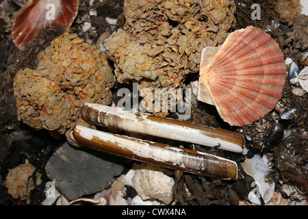 Colección Strandline De Seashore Que Incluye Almejas, Conchas De Razor, Conchas De Scallop Y Bolas De Lavado De Mar Foto de stock