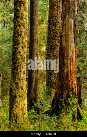 El abeto de Douglas (Pseudotsuga menziesi) los troncos de los árboles en el bosque, el Parque Nacional Olímpico Hoh Rainforest, Washington, EE.UU.