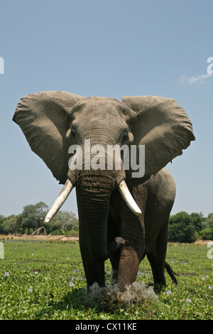 Toro de elefantes en un simulacro de cargo, Mana Pools, Zimbabwe