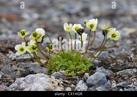 Svalbard adormidera (Papaver dahlianum) en la tundra ártica en Bjornoya / Bear Island, Svalbard, Spitsbergen, Noruega