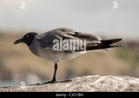 Una gaviota de lava se levanta sobre las rocas en las Islas Galápagos Foto de stock