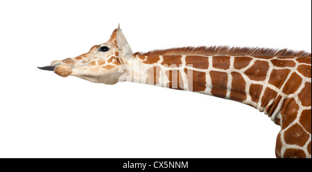 Los somalíes a menudo conocido como la Jirafa reticulada jirafa (Giraffa camelopardalis reticulata) 2 años y medio sobre fondo blanco.
