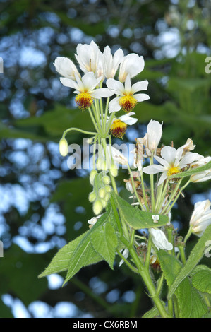 Indian Bean Tree (Sur) Catalpa bignonioides Catalpa (Bignoniaceae) Foto de stock