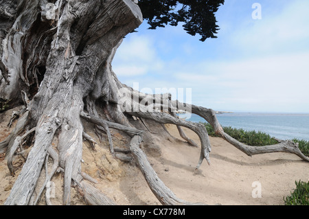 Las raíces de los árboles de ciprés en la costa de California Foto de stock