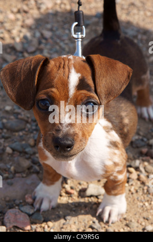 Teckel chihuahua cachorro de perro de raza cruzada luciendo pajarita chiweenie pup diseñador mixtos los perros de raza híbrida