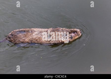 Agua vole (Arvicola terrestris), natación, Gloucester y Nitidez Canal, Shepherd's Patch, Gloucestershire, Inglaterra