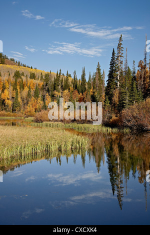Álamos amarillos y naranjas se refleja en el lago plateado en el otoño, Wasatch-Cache National Forest, Utah, Estados Unidos de América