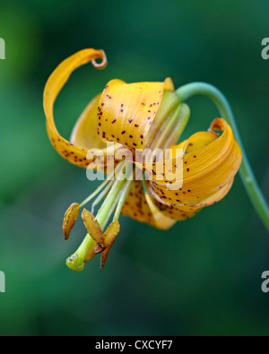 Tiger lily (lirio) Colombiano (Oregón) lirio (Lilium columbianum), Idaho Panhandle bosques nacionales, Idaho Foto de stock