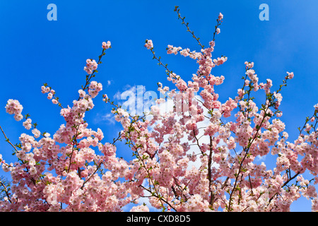Primavera de los cerezos en flor (rosa) y fondo azul.