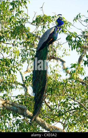 Indian Peafowl (Pavo cristatus), el Parque Nacional de Yala, Sri Lanka, Asia Foto de stock