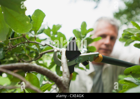 Hombre con ramas de fresado clippers Foto de stock