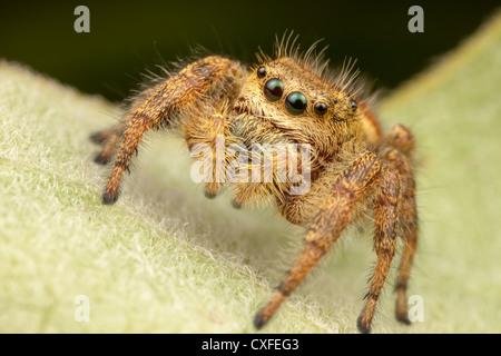 Jumping Spider (Phidippus clarus) - Hembra Foto de stock