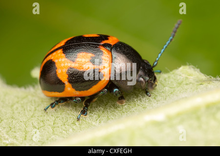 Pantano Asclepias leaf beetle (Labidomera clivicollis) en una planta de Asclepias leaf Foto de stock